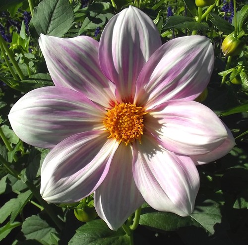 Dahlien - (◕‿◕)\@,