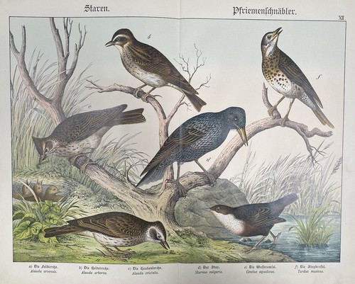 Antike grafik fauna - grafik, fauna: