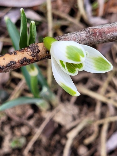 Galanthus nivalis warei - ☆,