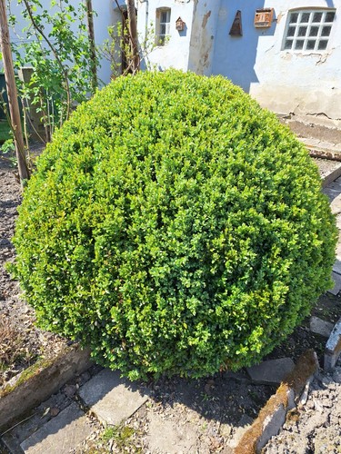 Buchsbaum kugel buxus - buchsbaum, kugel,