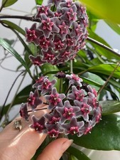 Hoya Pubicalyx - 'Royal