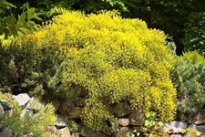 Genista pilosa 'Goldilocks'
