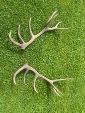 Hirschgeweih Abwurfstangen Rothirsch