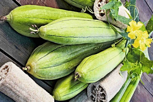 Luffa schwamm samen - luffa, samen,