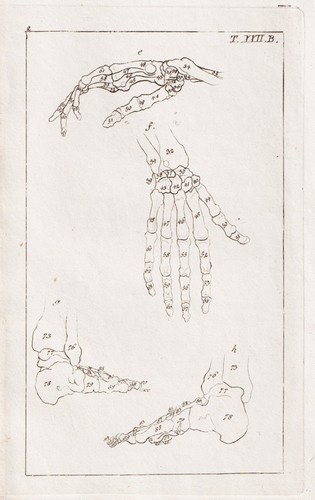 Skelett skeleton bones fuß - skelett,