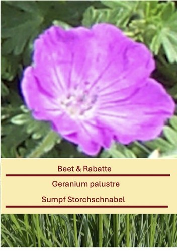Geranium palustre sumpf - palustre,,