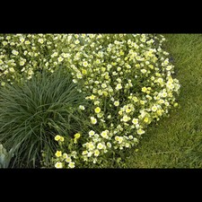 Helianthemum x cult.'Elfenbeinglanz'