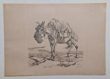 Paul Moralt (1849-1923) : Esel