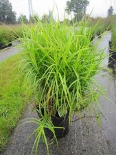 Carex muskingumensis Silberstreif - Weißbunte Palmwedel-Segge Silberstreif