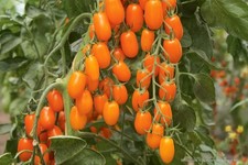 Tomatensamen ( 10 Samen); italienische Sorte "Datterino Arancio" aus 2025