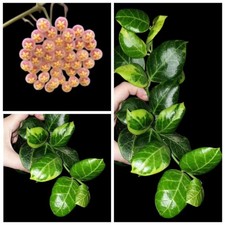 Hoya obscura albomarginata