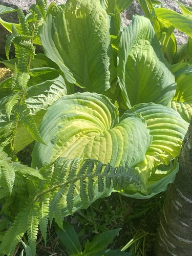 Hosta war paint - ,, teilstück