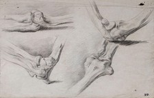 Skelettstudie Knochen