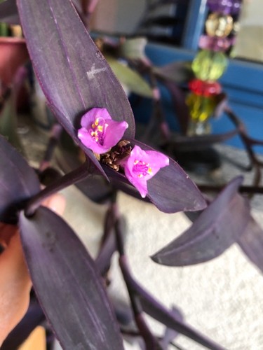 Tradescantia pallida - tradescantia,