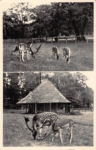 Tiere damwild wald - damwild, wald-café