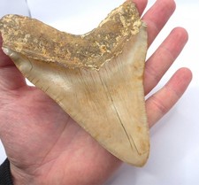 Megalodon haizahn - cm,