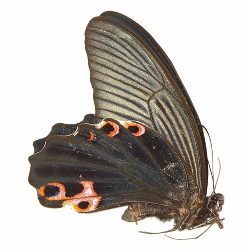 Lepidoptera papilionidae - lepidoptera,,