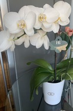 Soendgen Keramik ,SK