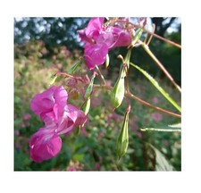 20x impatiens balsamina - 20x,