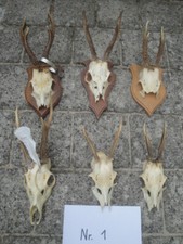 6 Rehgeweihe zum Basteln und