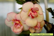 Achimenes Double Imported
