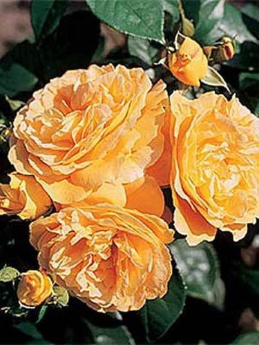 Bernstein rose - bernstein,