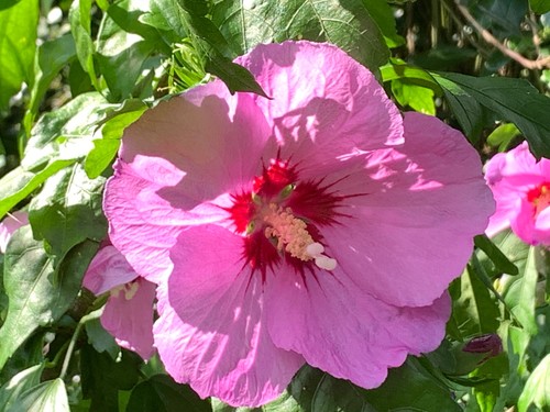 Garteneibisch hibiskus - garteneibisch,,