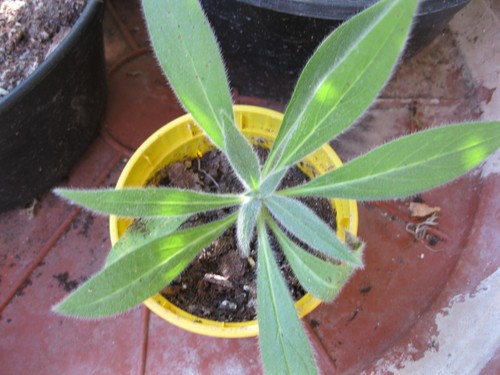 Echium tajinaste weiß - echium,