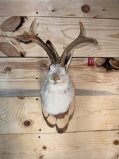 Authentic Jackalope Taxidermy