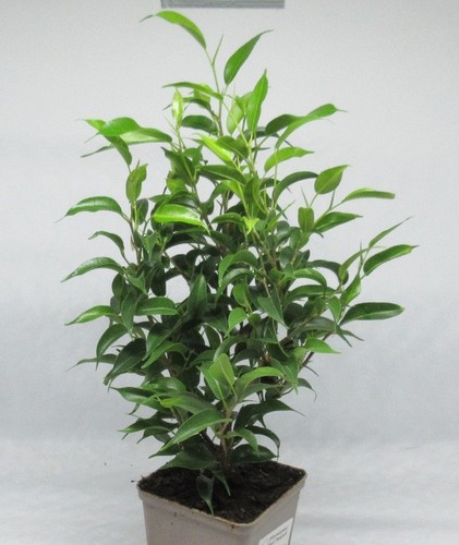 Ficus benjamina birkenfeige - benjamina,