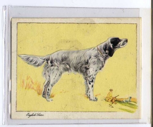 Galaher dogs the - (ja8861-100), galaher,dogs,the
