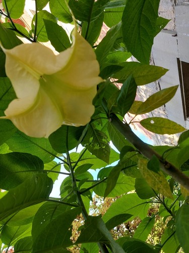 Engelstrompete datura gelb - engelstrompete, datura,