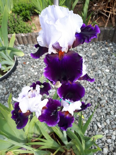 Schwertlilie iris magnetisme - schwertlilie,