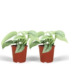 Scindapsus pictus trebie - trebie, –