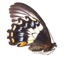 LEPIDOPTERA, PAPILIONIDAE