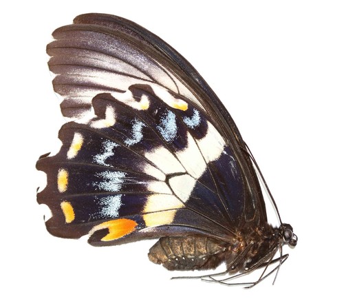 Lepidoptera papilionidae - lepidoptera,,