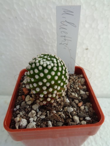Mammillaria luethyi kaktus - mammillaria,