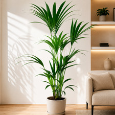 Xxl kentia palme - xxl,