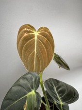 Philodendron micans variegated