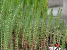 10x Tannenwedel, im Wurzelballen schöne Teichpflanzen, Jungpflanzen 15 - 25 cm
