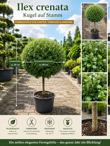 Ilex hochstamm kugel 90cm - hochstamm,