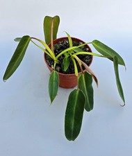 Philodendron Spiritus Sancti