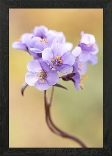 Ein blumenstrauß lila blume - ein,