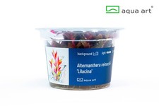 Aqua Art In Vitro Alternanthera reineckii "Lilacina"