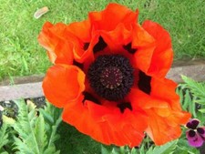 Papaver orientale 'Beauty of