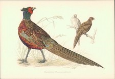 Kunstdruck - Offsetdruck. Karl