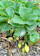 ? Erdbeeren Senga Sengana 10 Pflanzen + Ableger Wurzelnackt  Super Süße Beere 
