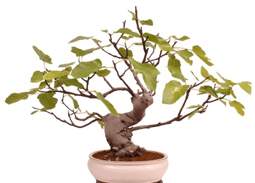 Bonsai ficus carica - -, echte