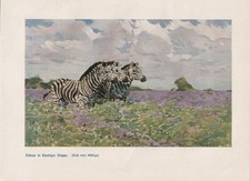 Zebras In der Steppen Blumen