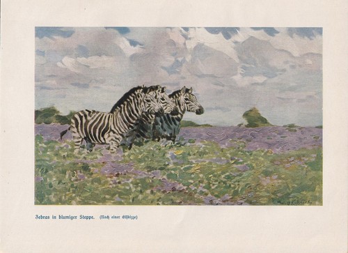 Zebras der steppen - der, blumen